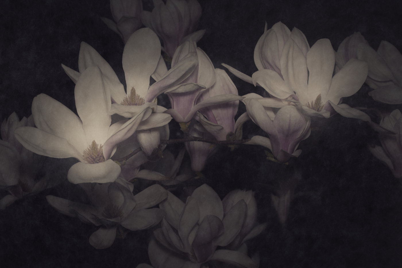 Bild aus der Erblüht-Serie · image of bloomed series