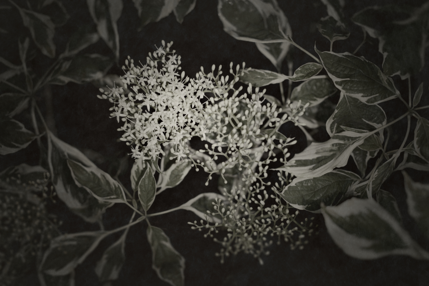 Bild aus der Erblüht-Serie · image of bloomed series