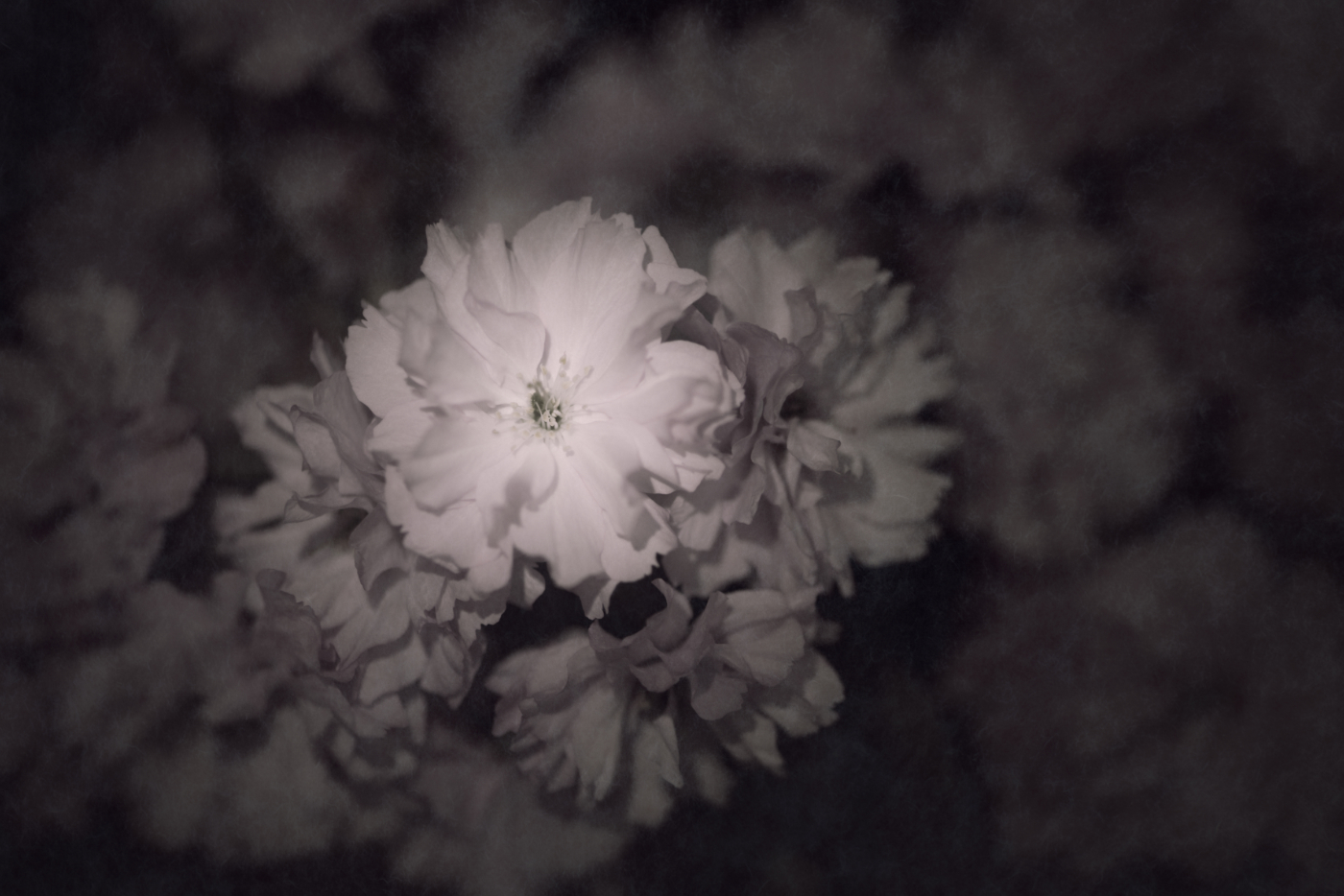 Bild aus der Erblüht-Serie · image of bloomed series