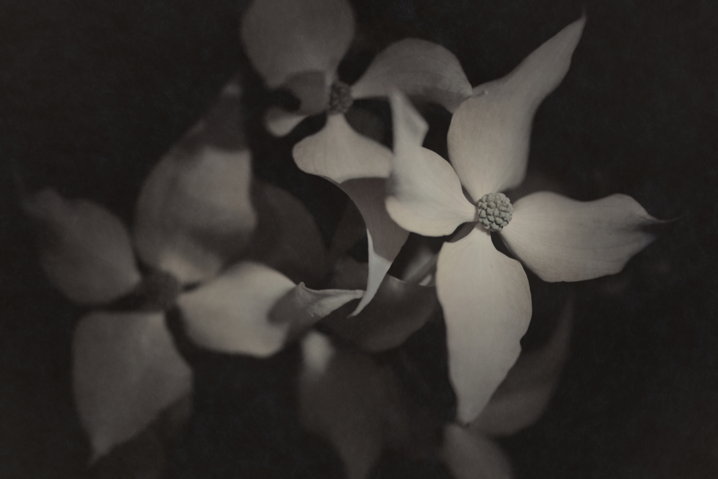 Bild aus der Erblüht-Serie · image of bloomed series