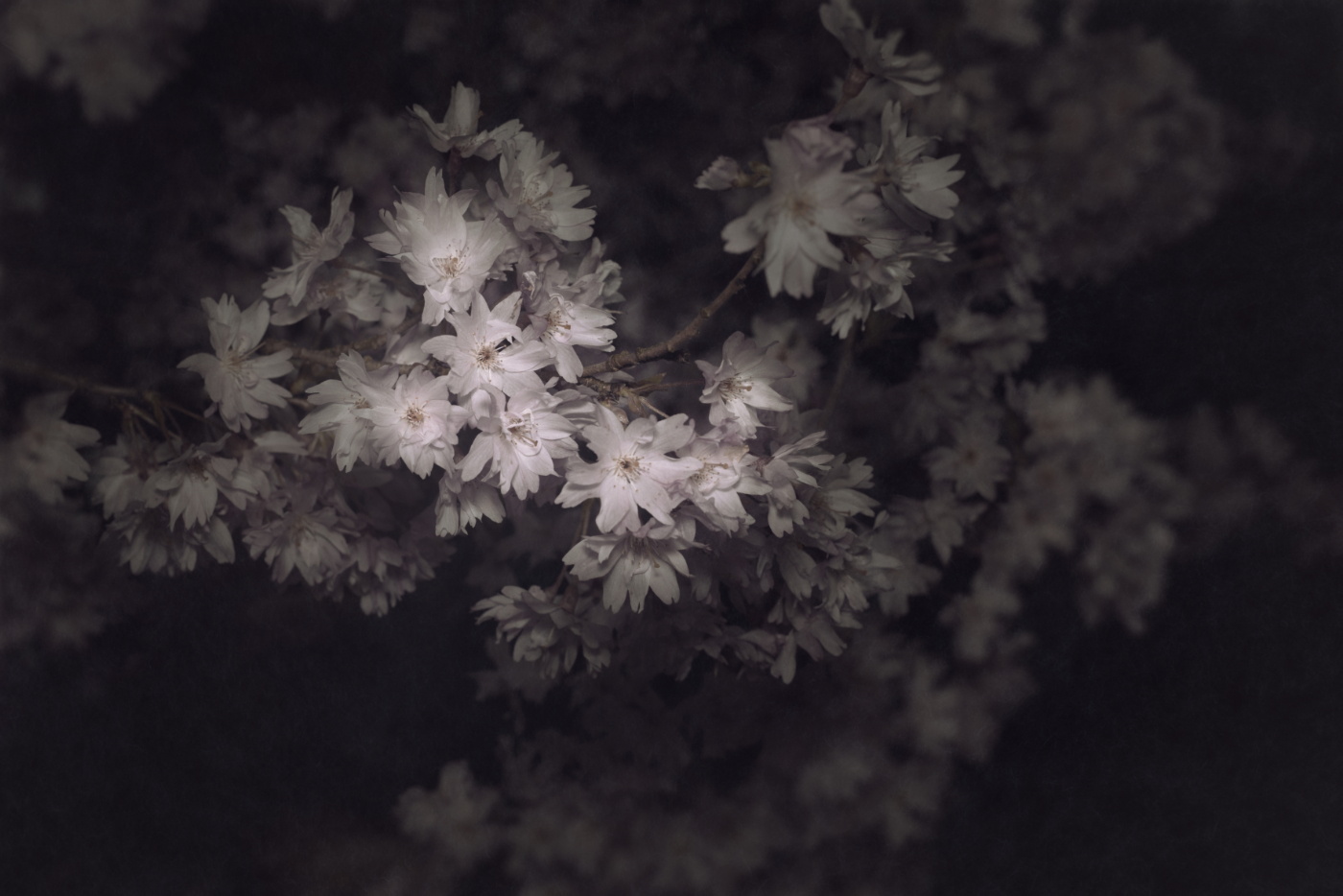 Bild aus der Erblüht-Serie · image of bloomed series