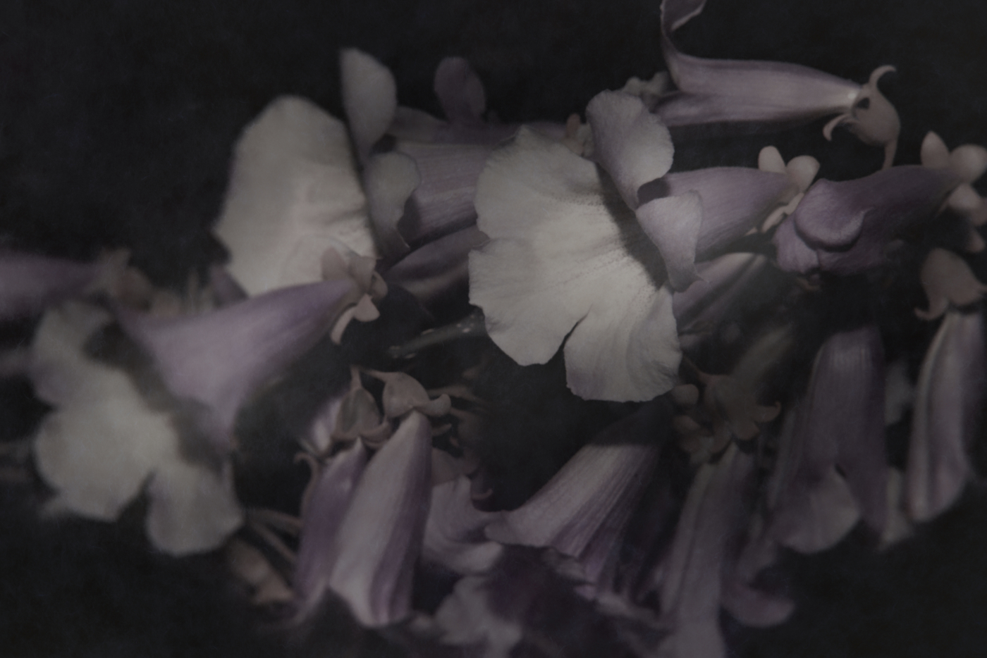 Bild aus der Erblüht-Serie · image of bloomed series