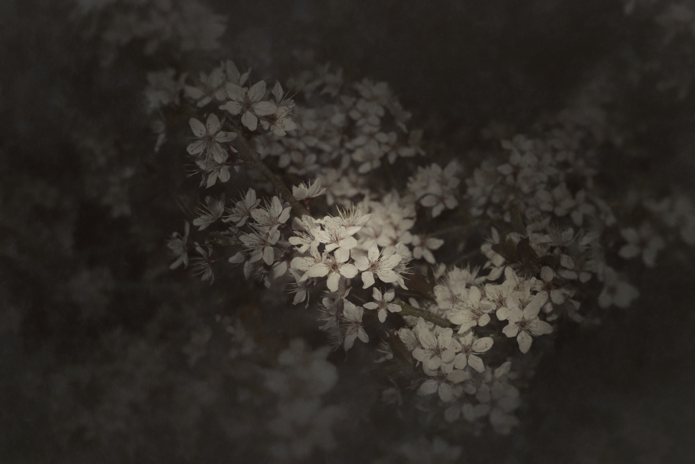 Bild aus der Erblüht-Serie · image of bloomed series