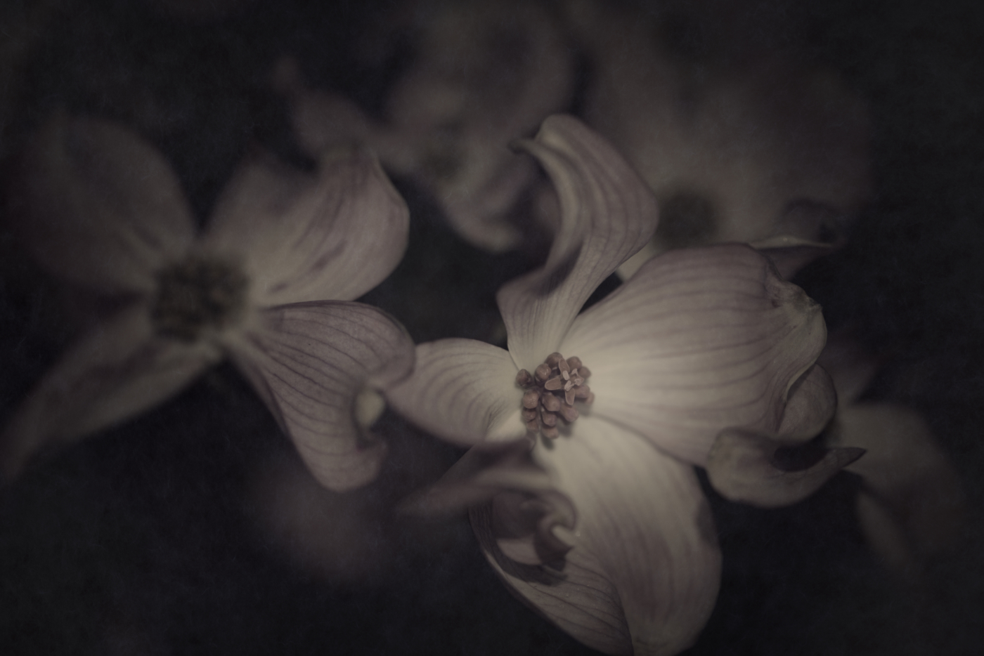 Bild aus der Erblüht-Serie · image of bloomed series