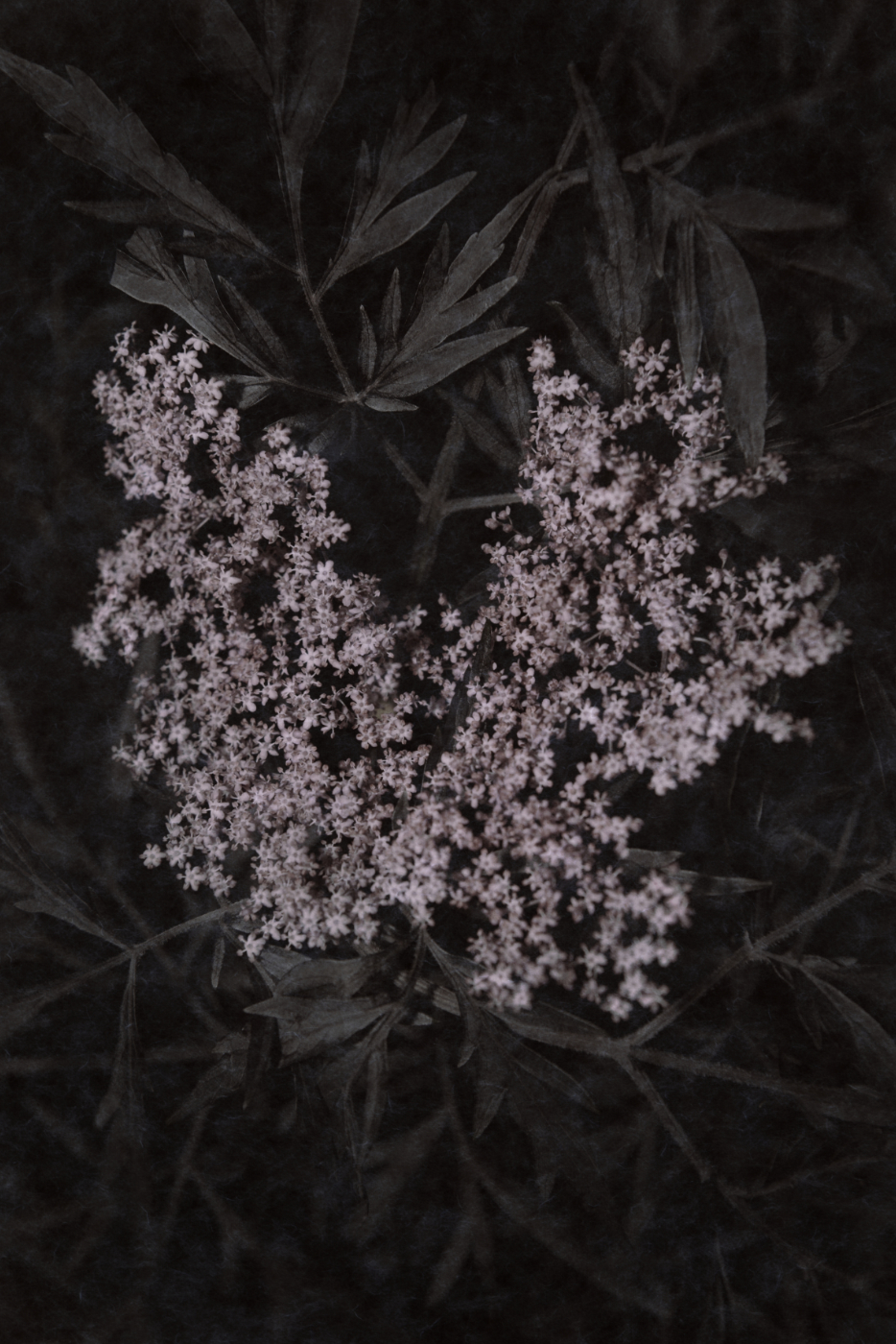 Bild aus der Erblüht-Serie · image of bloomed series